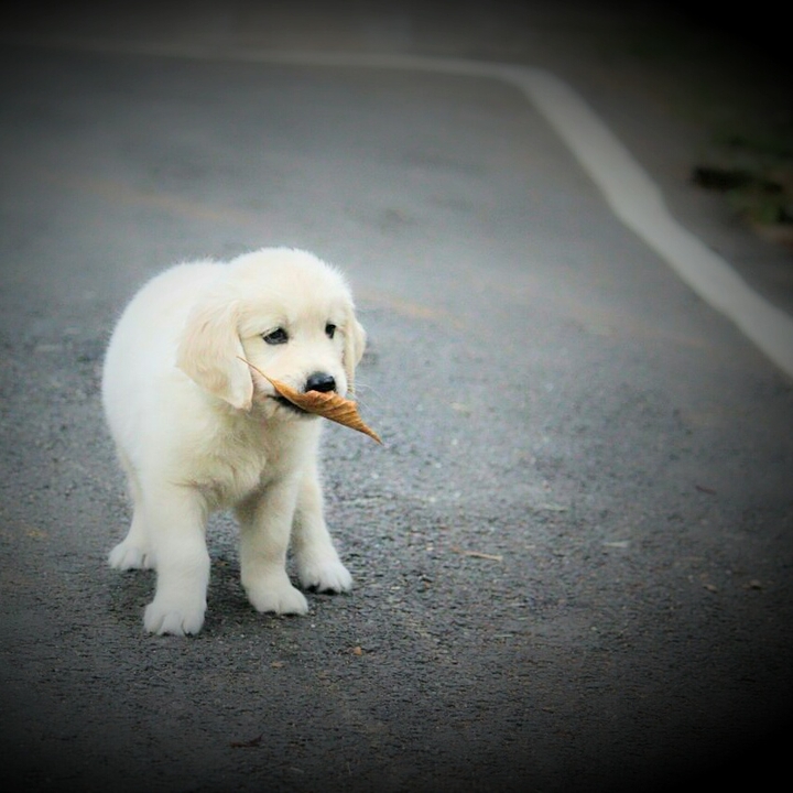 cute dog