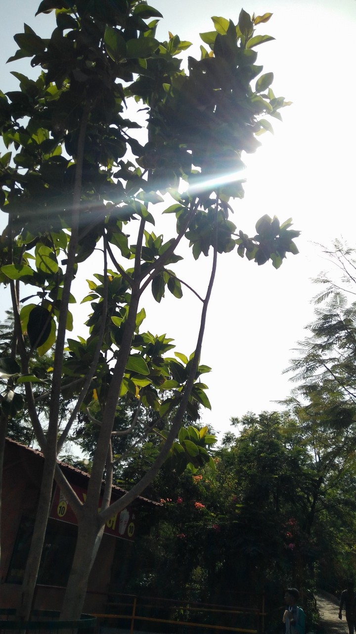 Sunlight