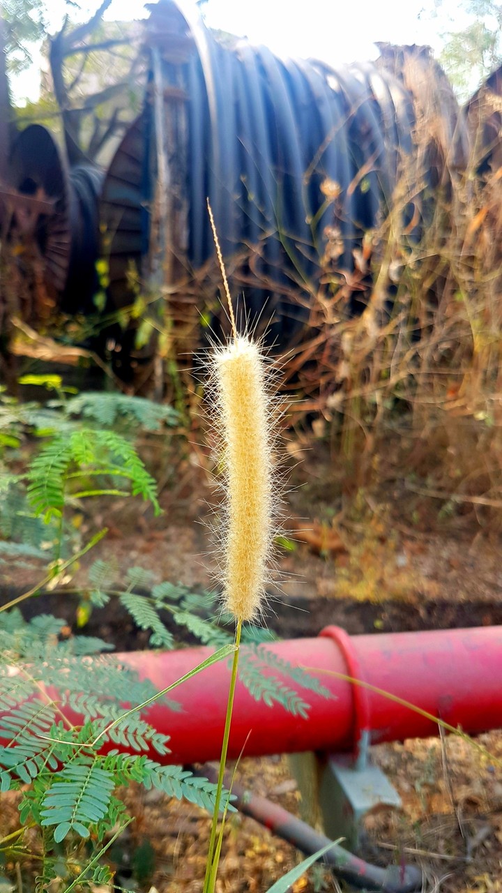 Grass