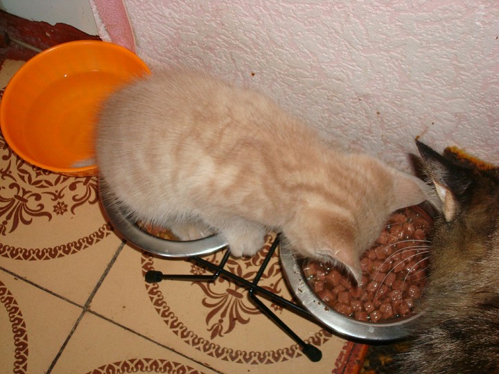 коты