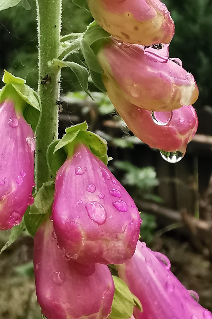 Naparstnica purpurowa w deszczu
