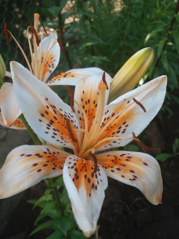 Beautiful lily