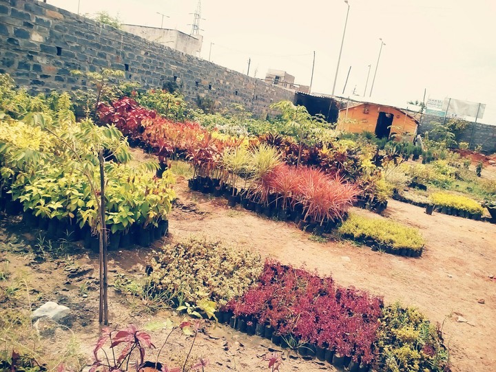 Beautiful garden