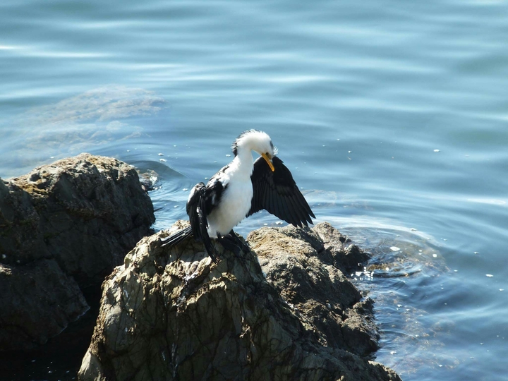Little shag sunning itself