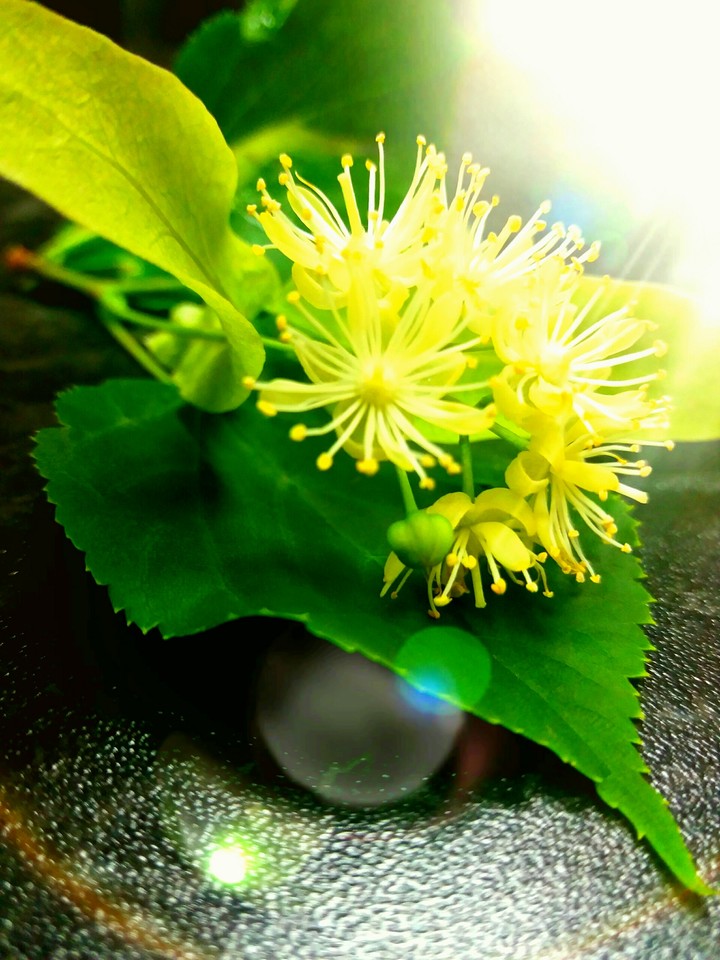 The flower