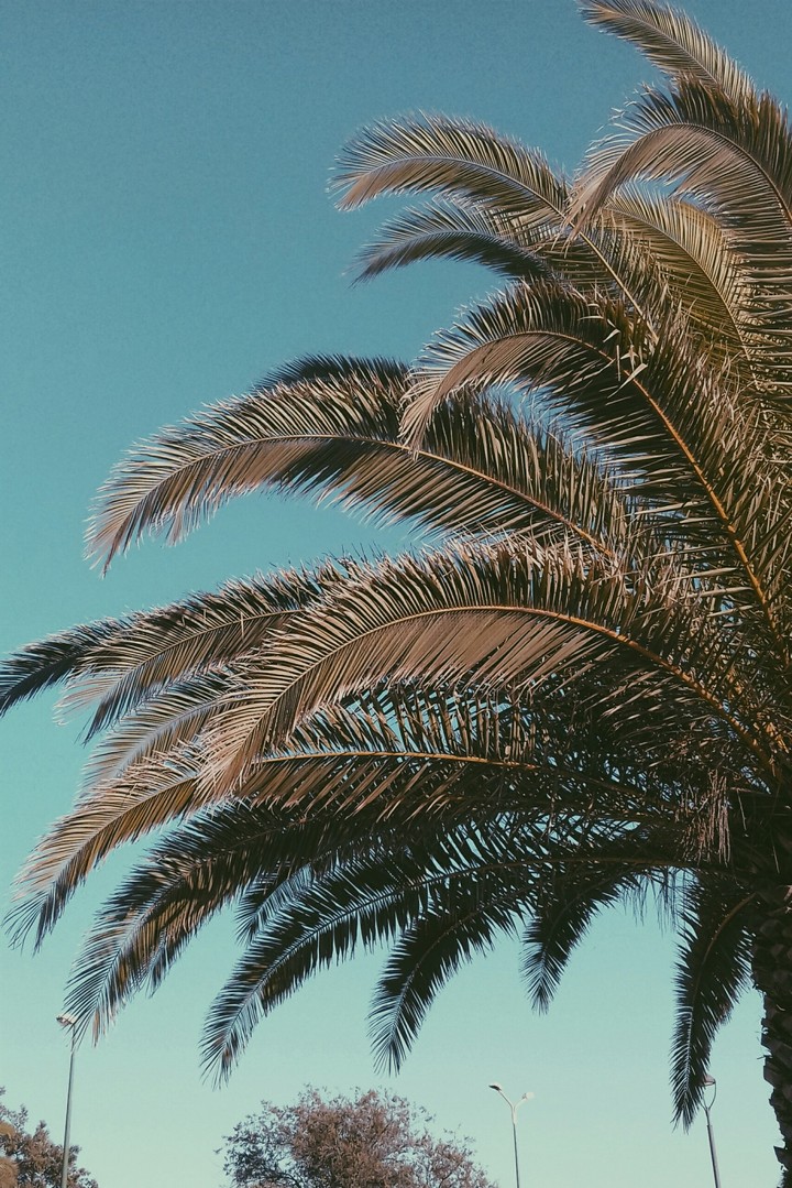 Palma
