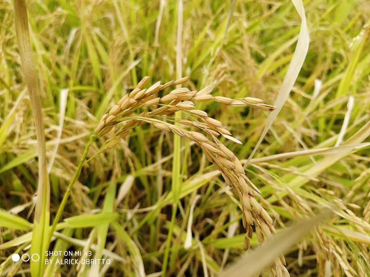 rice irrigation