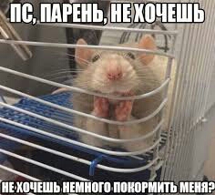 хитрый хома