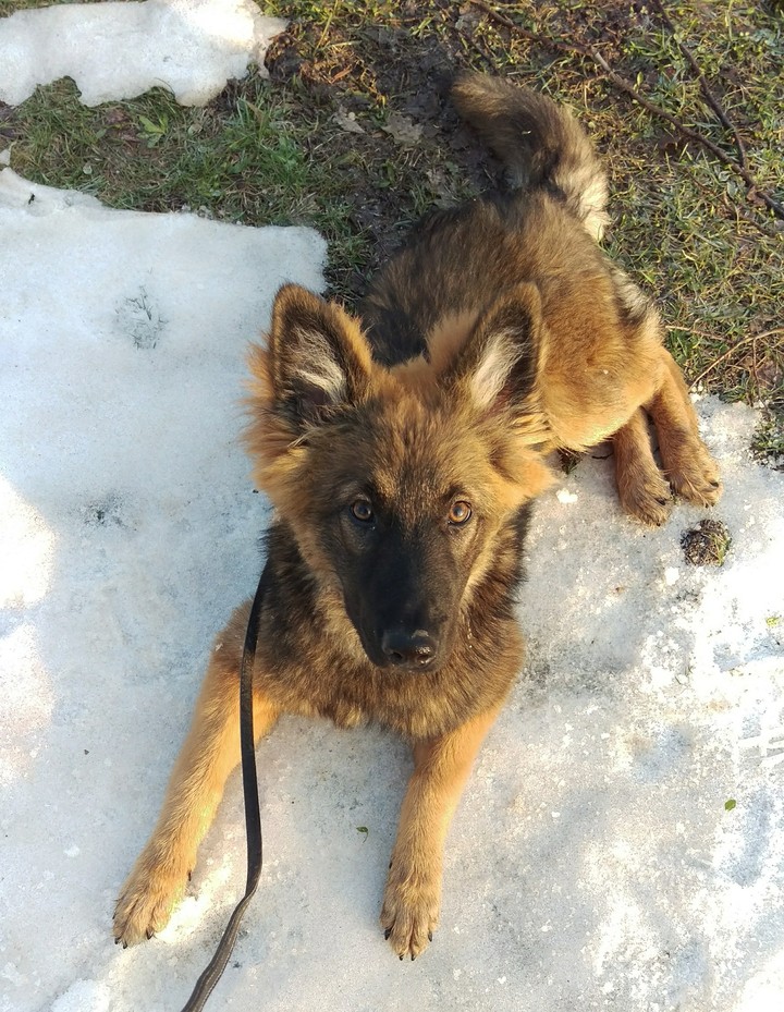snow and puppy