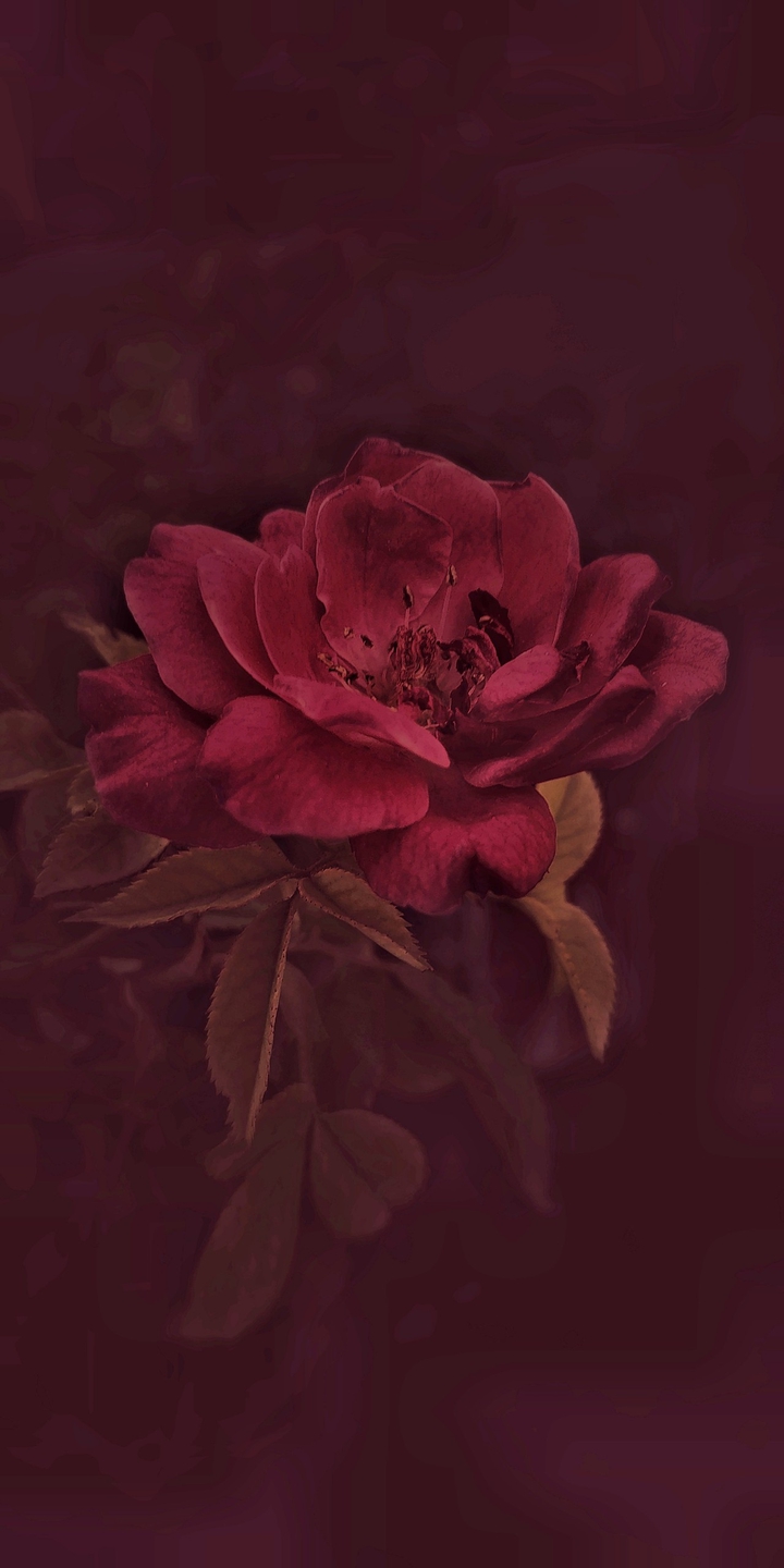 rose with darkness