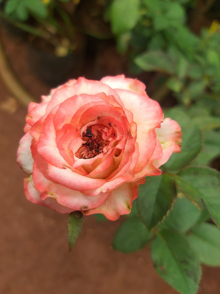 THE BEAUTIFUL ROSE !!!