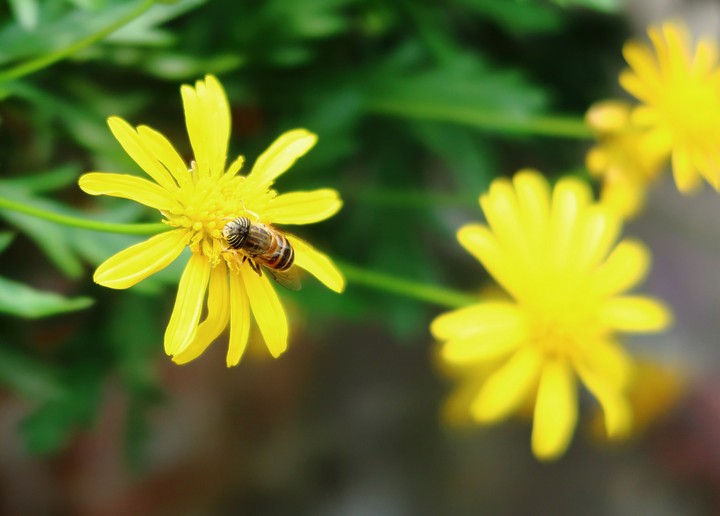 The Bee
