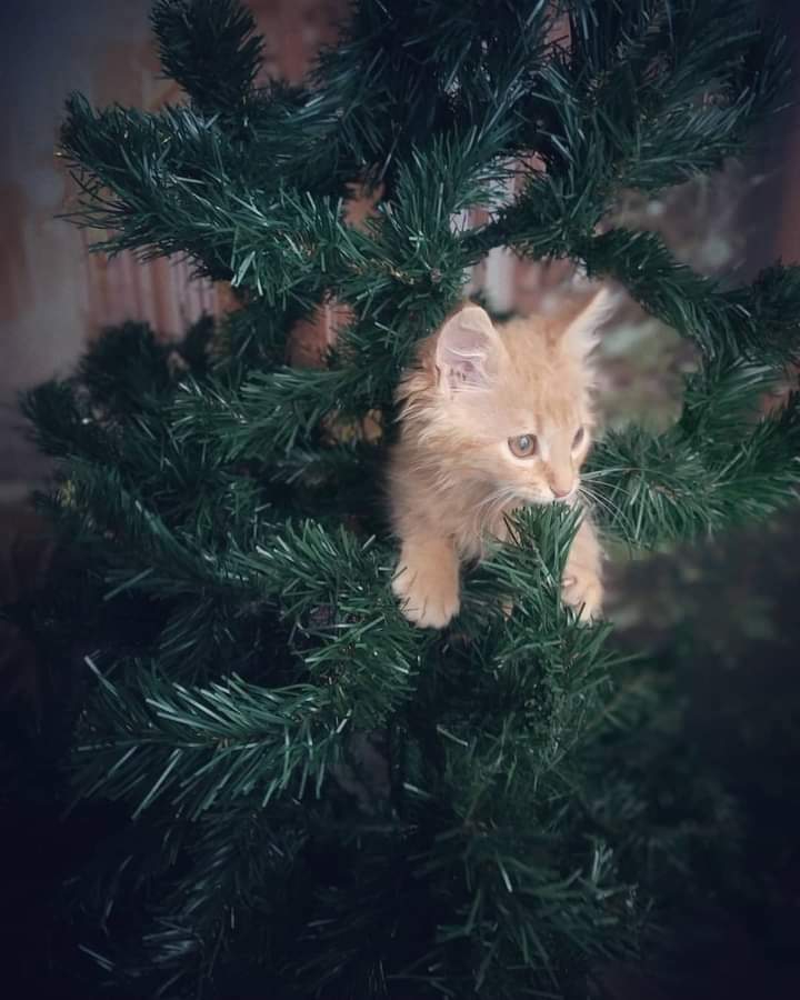ฅ(♥ω♥)ฅ So cutie cat! :3