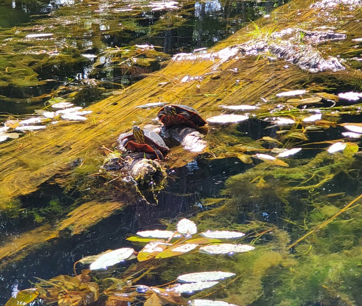 turtle love