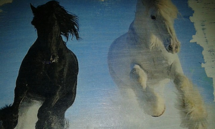 Horses= Black and White