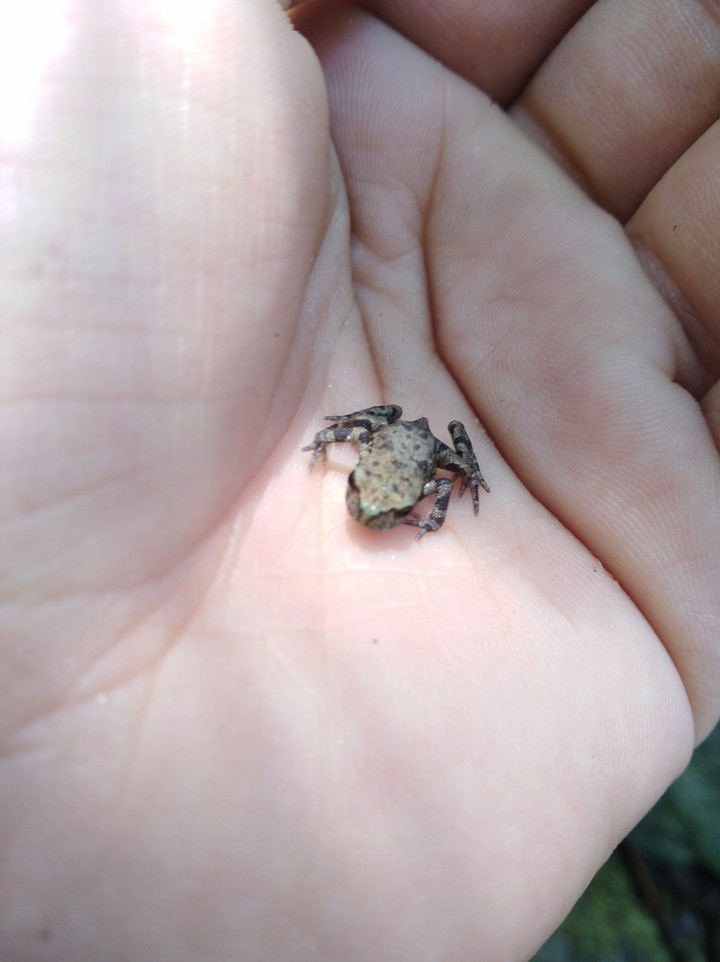 una piccola rana