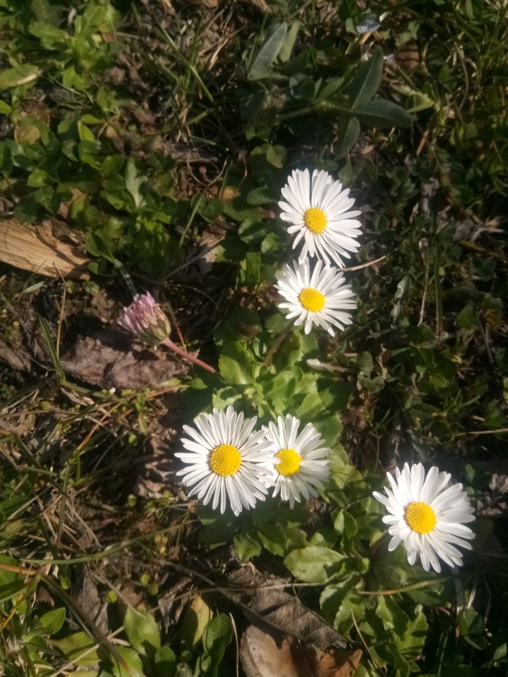 Bahar
