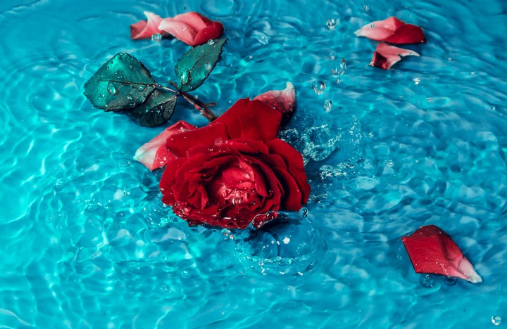 Rose Water