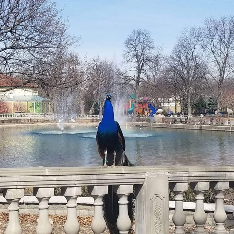 Peacock