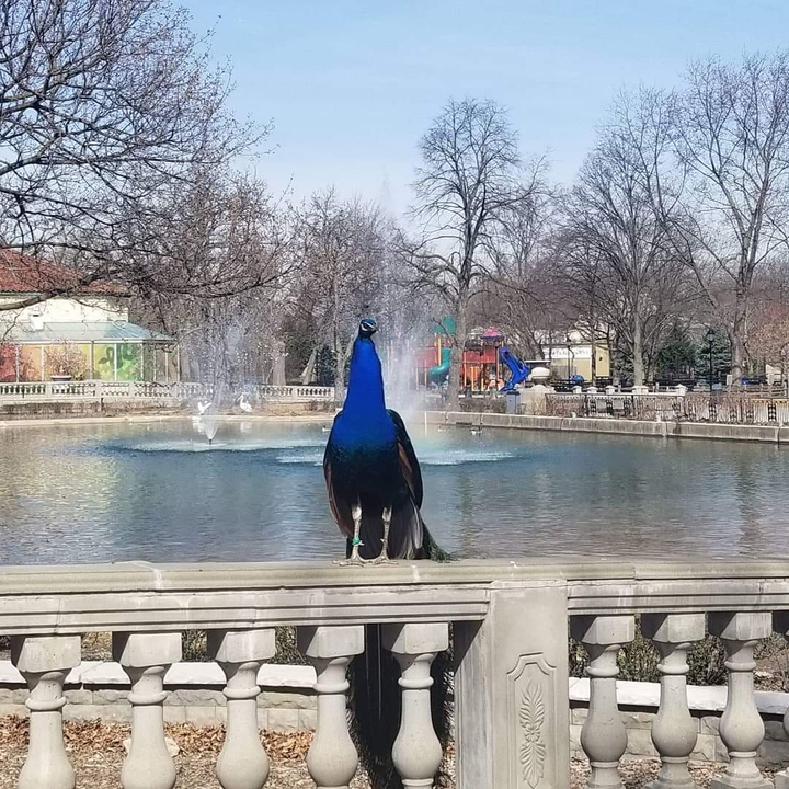 Peacock