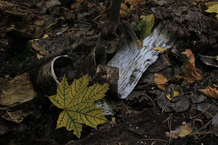 the leaf and the bark