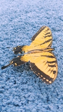 butterfly