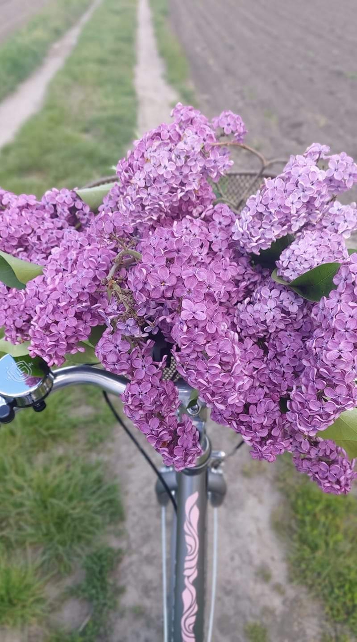 spring bike