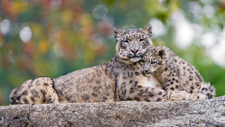 leopards