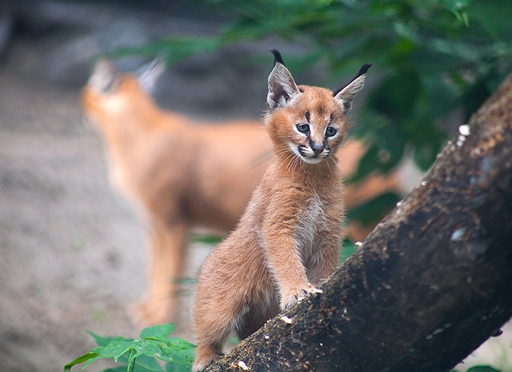 Caracal