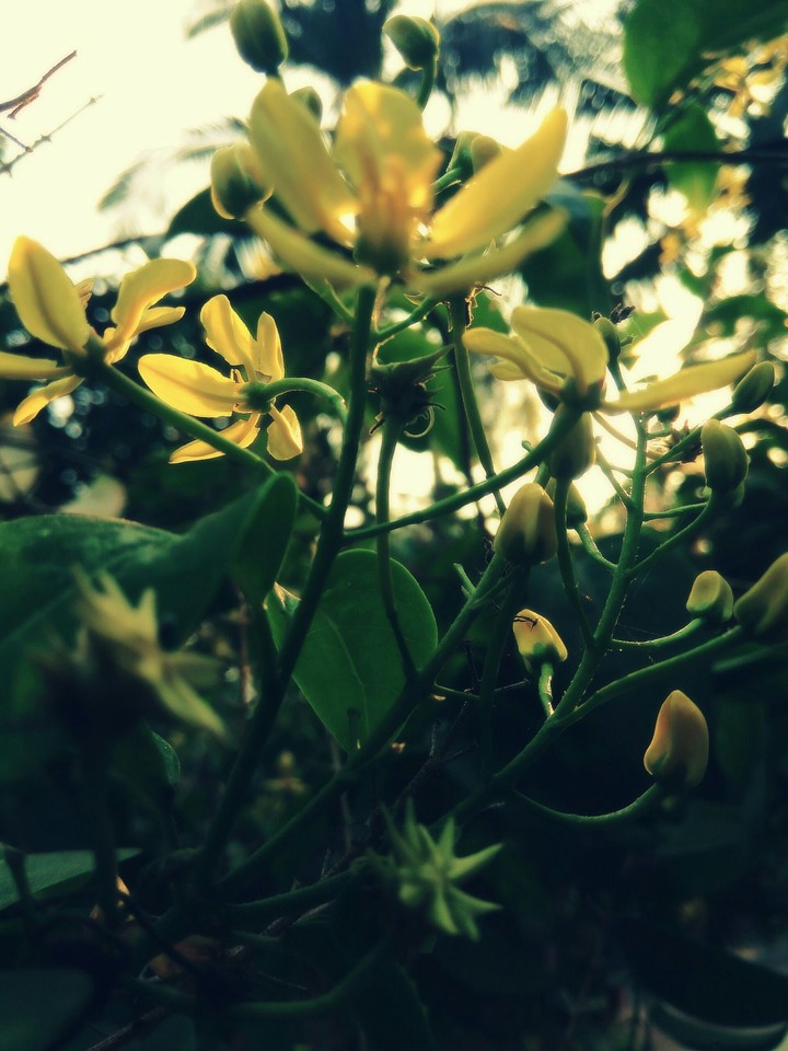 Yellow Flower