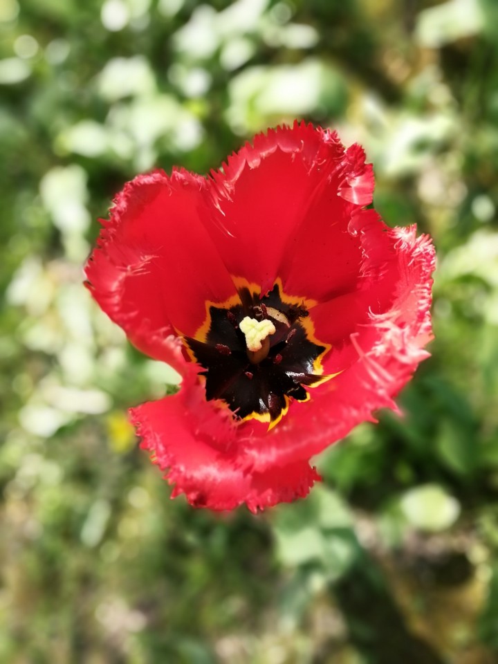 beautiful flower