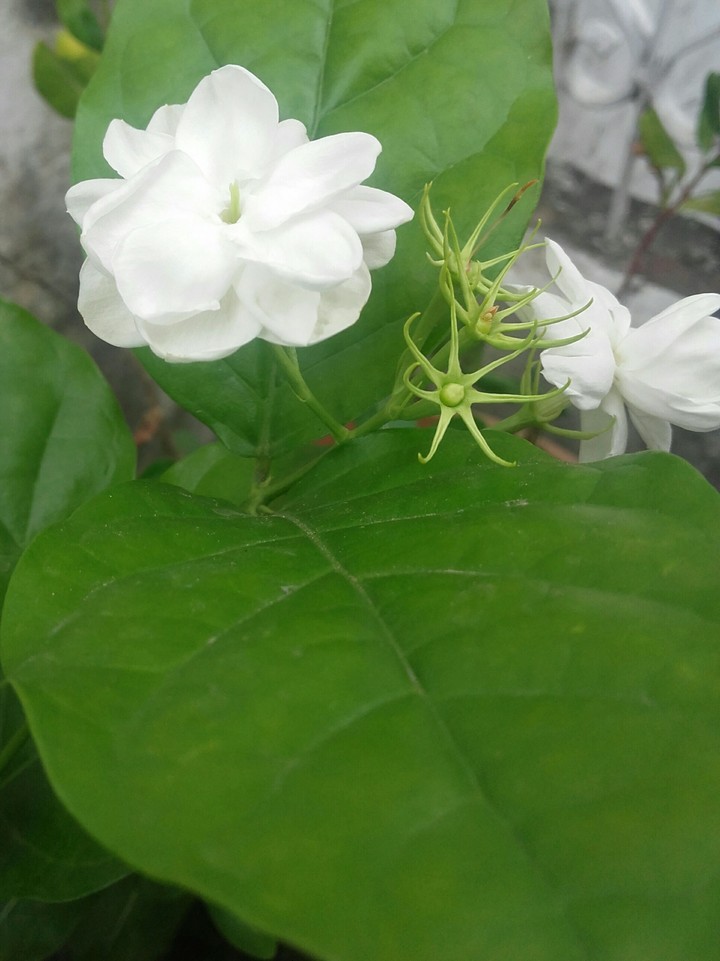 White lily