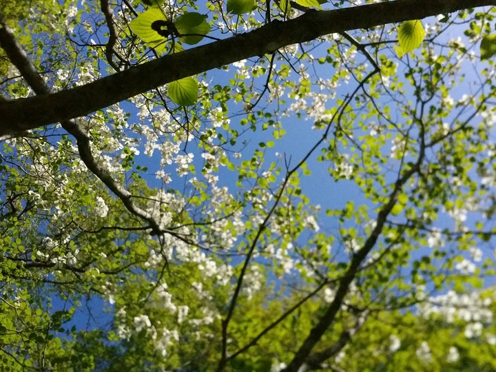 Pretty Spring Day