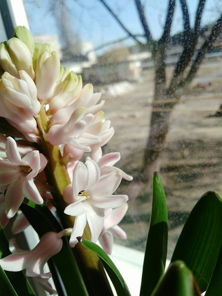 Tender hyacinth