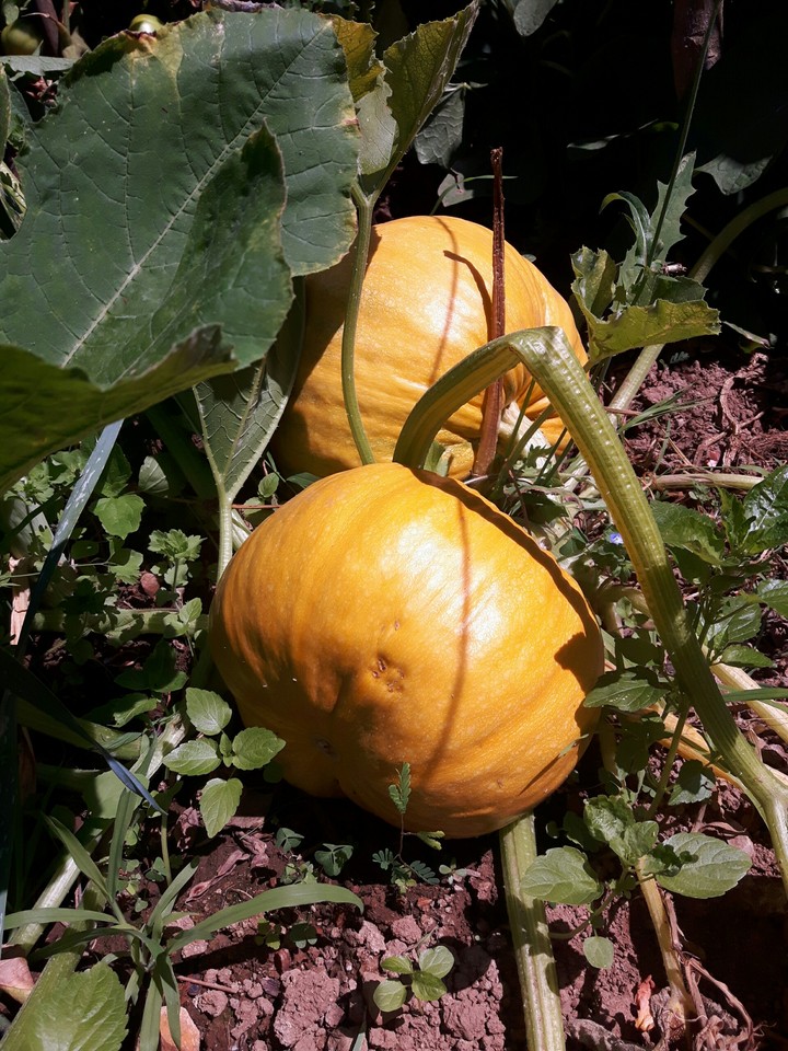 Pumpkin