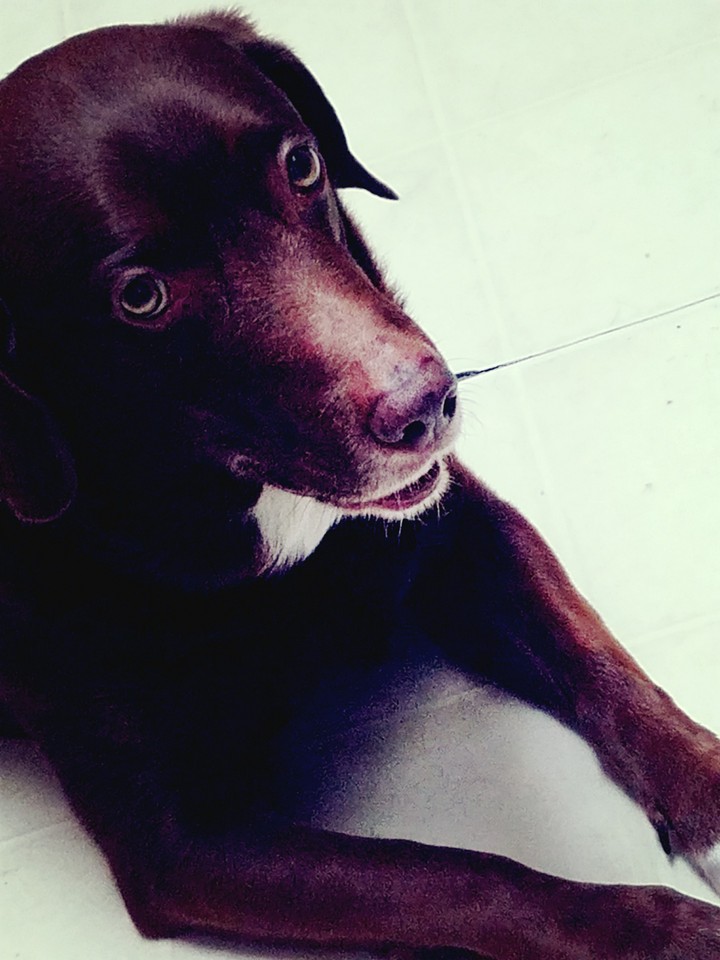Doggy