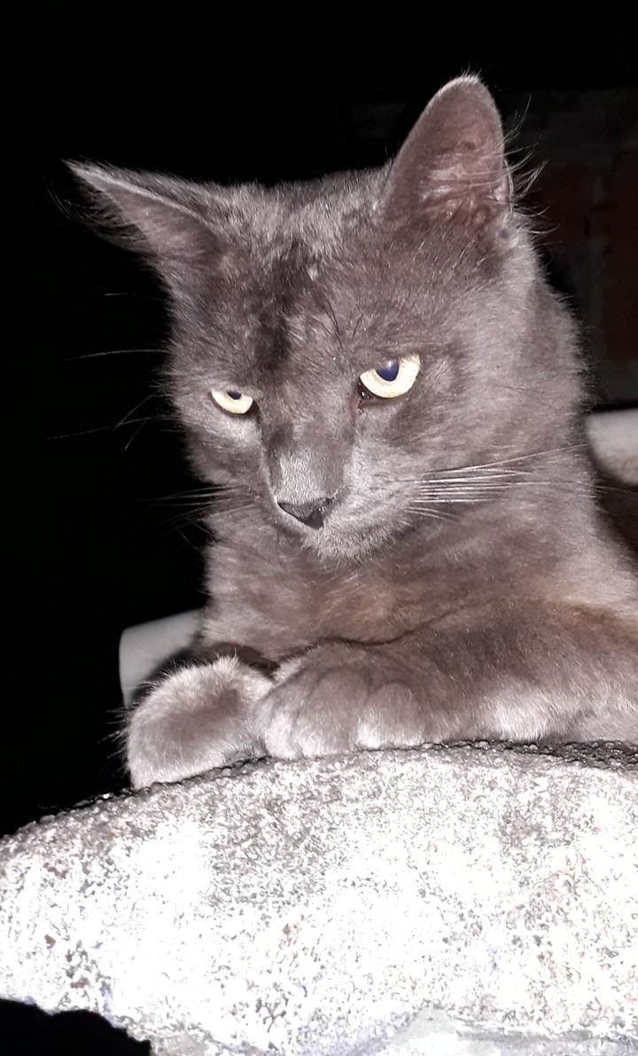 Meu Gato