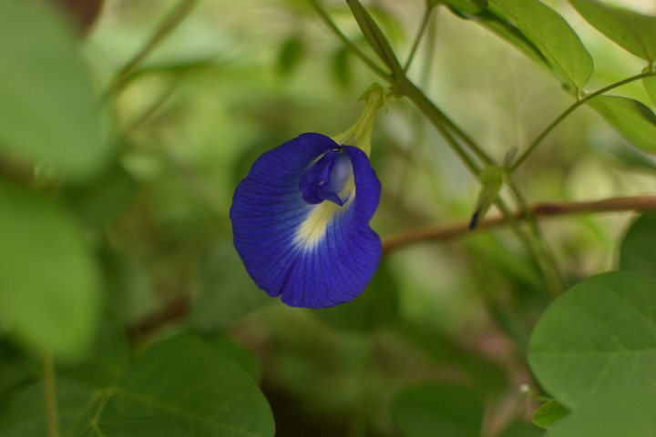Blue flower