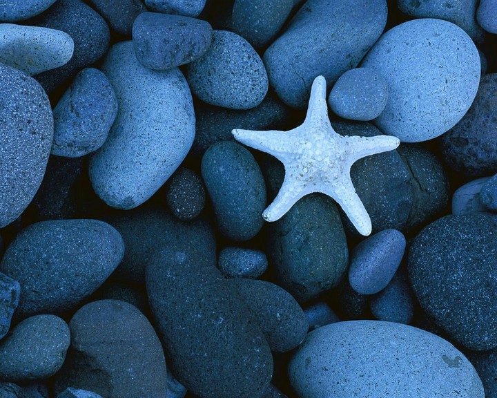 SOLITARY STARFISH