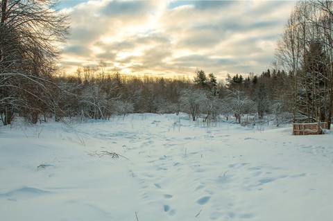 Winter forest
