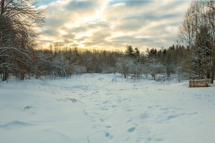Winter forest