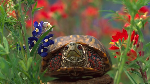 plant, tortoise壁纸