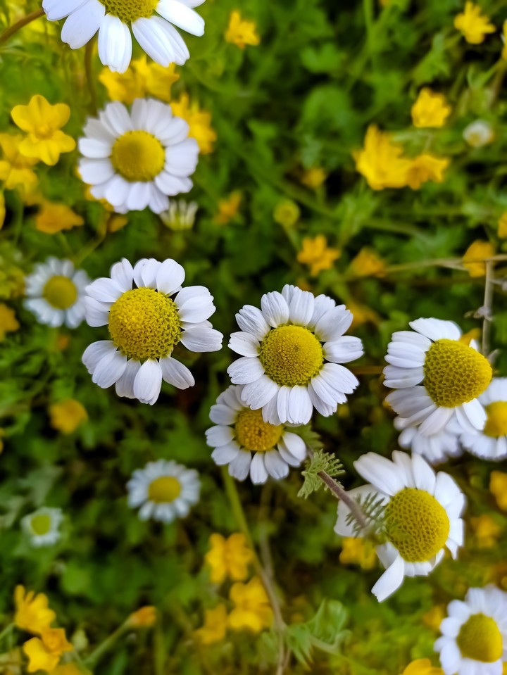 Daisy