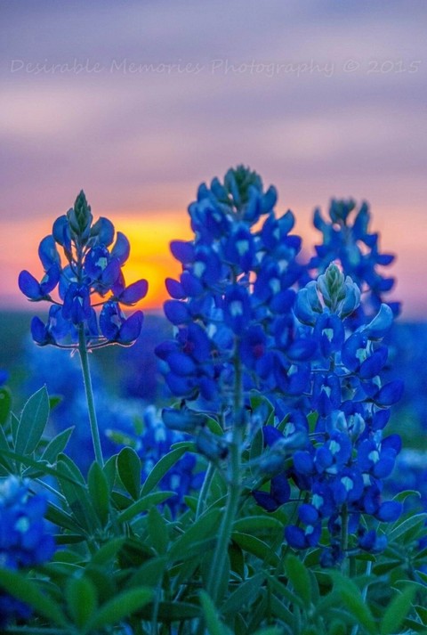 sfondi blue, bluebonnet