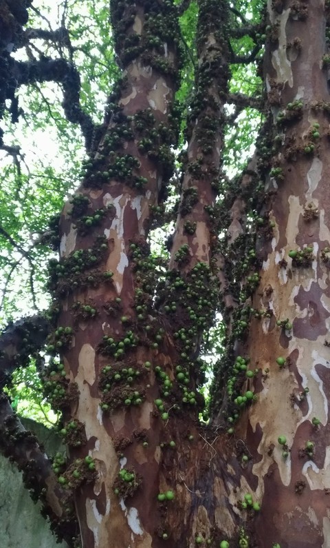 jaboticaba em casa???