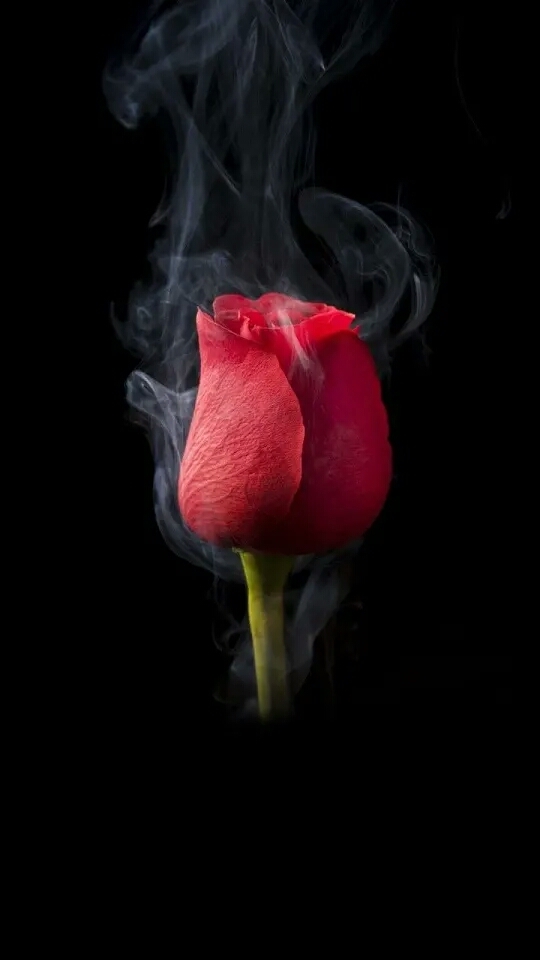 Black Rose