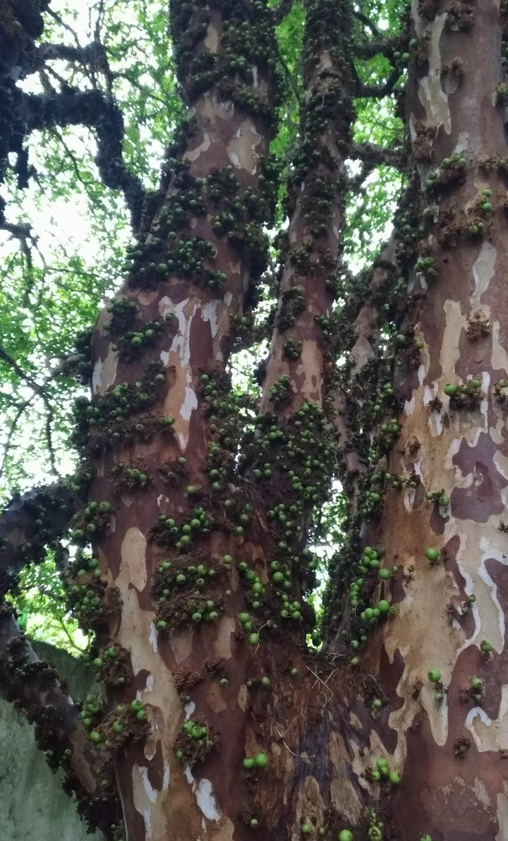jaboticaba em casa???
