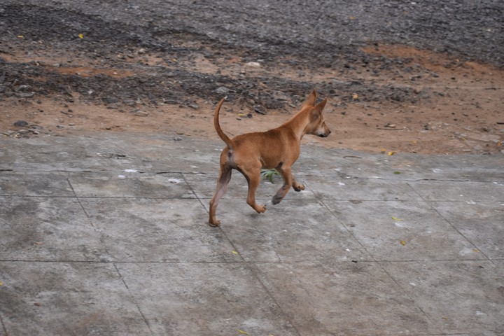 Doggy