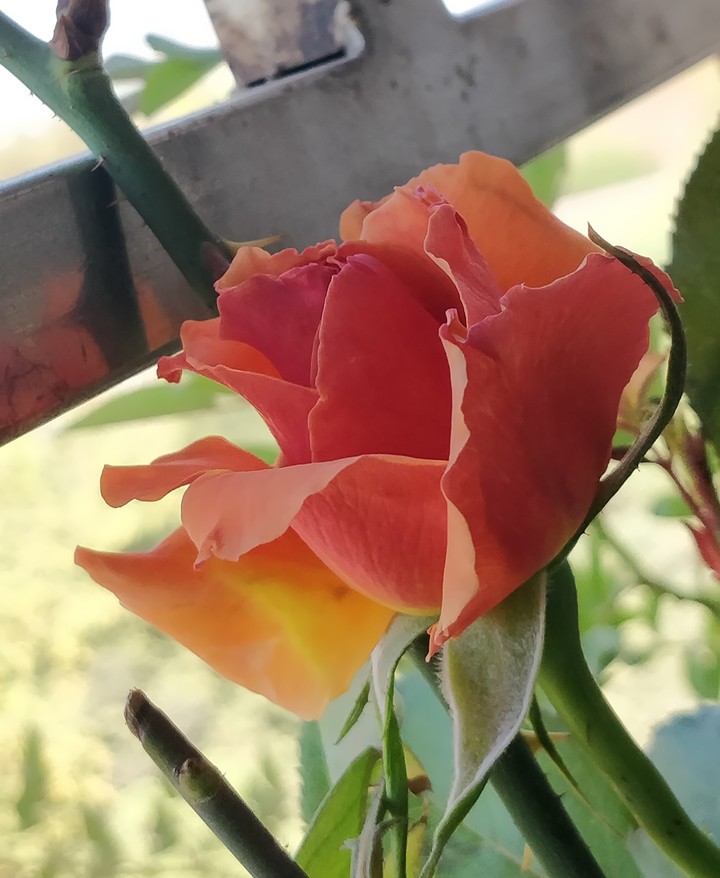 Orange Flower