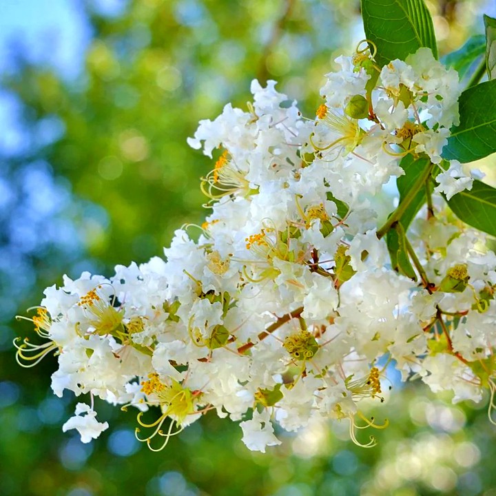 #myrtle bloom